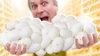 THREE SNAKE CLUTCHES IN ONE DAY! SNAKE EGG HEAVEN!! | BRIAN BARCZYK