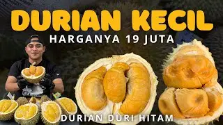 DURIAN KECIL 19 JUTA