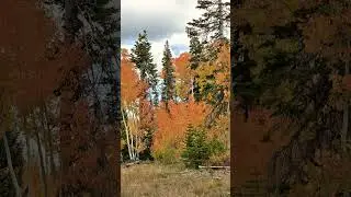 fall on the mountain. Dixie national forest.