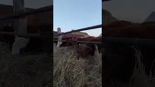 Откорм 2023 РК