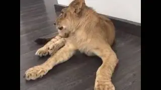 Black Jaguar White Tiger Foundation