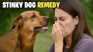 Dog Smell Won't Go Away? Try This Simple Trick!