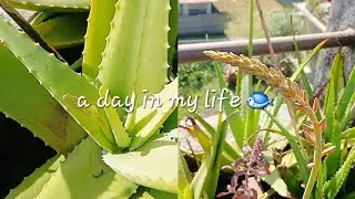 আমার অ্যালোভেরা গাছের সংগ্রহ 🪴 | catching live fish 🐟 | cooking 
