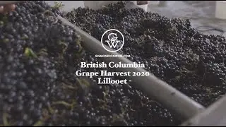 Fort Berens Lillooet, British Columbia - Harvest 2020