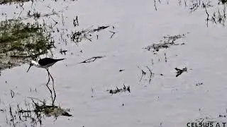 Black-winged stilt