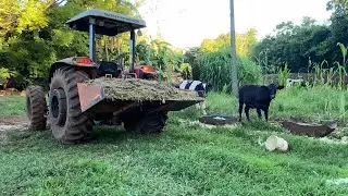 TRATANDO OS BOIS COM O TRATOR MASSEY FERGUSON 283
