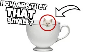 What Exactly Are Teacup Cats?