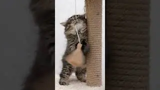 Animal Life, Pets, Stories, Facts, Rare & Shocking Truths Cats Can Detect Disease Early