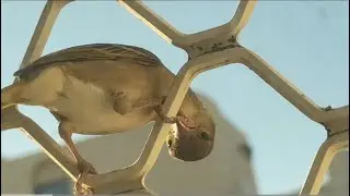Birds watching in home garden, beautiful birds sounds, strange behaves. Nature lovers 