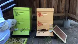 Bee hives in heat wave