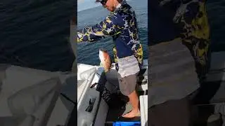 A cracking Moses Perch caught by the skipper