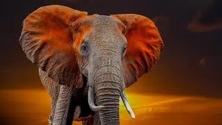 African Elephants in the Wild 🐘 Real Nature Sounds of the Savanna | Relaxing Live Stream