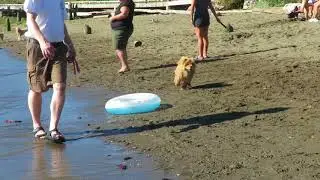 Fraser River Park Swim
