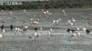 || flamingo || Mumbai || sewri ||