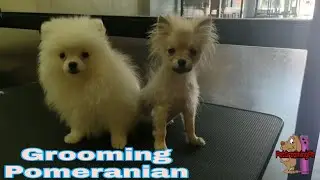 Grooming Teacup Pomeranian-Queenie & Fairy - Pet Shop Yuki Wolf