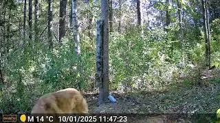 Autumn Night Visitors | Trail Cam Captures Nature&rsquo;s Cleanup Crew