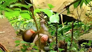 PITIFUL POOR BABY RAINBOW GOT STUCK WITHOUT HELP&mdash; WHY LIBBY LESS CARE TO BABY LIKE THIS?