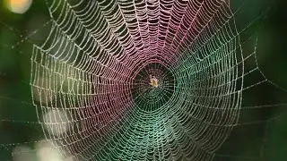 bulletproof spiderweb ,#nature
