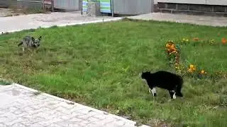 Cat vs Dog Duel