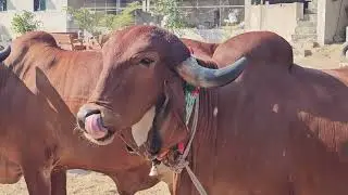 6 गिर गाय सेल के लिए 7359230942 #PRADIPGIRGAUSHALA #cow #animals #trending #bull #gircow #farming 