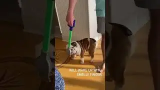 The ancient Chinese proverb📖🐕✨️ #091 #englishbulldog #bulldog #shorts