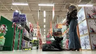 Best Dog Training Toledo, Ohio! 6 Month Old German Shepherd, Brewer! 