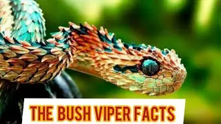 The interesting facts of bush viper | WILD'N MAJESTIC