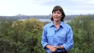 More Brown Antechinus Return to North Head (NSW)