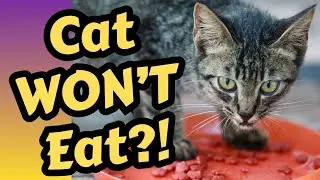Почему моя кошка не ест? Причины потери аппетита у кошек.