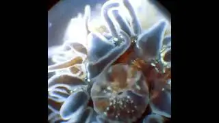 Aiptasia mutabilis al microscopio