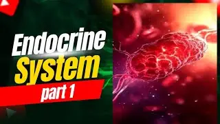 Endocrine System Part 1 | Human Anatomy & Physiology Made Easy