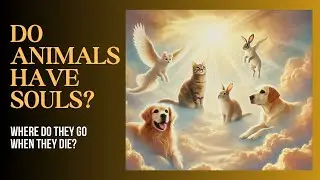 Do Animals Have Souls? Where Do They Go When They Die?