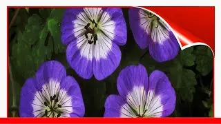 16 Eye-Catching Varieties Of Hardy Geranium 🛋️