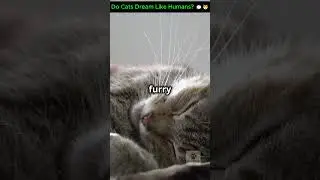 Do Cats Dream Like Humans? 💭🐱