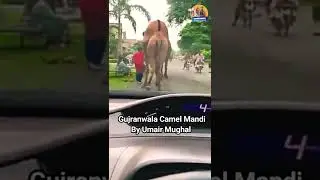 BIGGEST CAMEL IN THE WORLD IN PAKISTAN