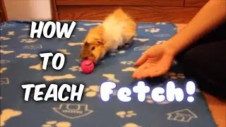 How to Teach a Guinea Pig to Fetch to Hand