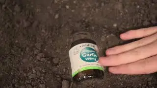 Organic Garlic nutritional supplements