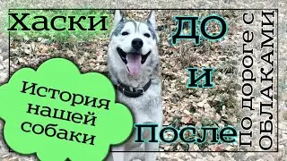 Хаски. Husky. История одной собаки. The story of one dog.