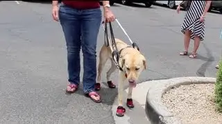 Puppy In Training TV - Ep21 - Working Guide Dog