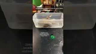 🐍 Плохая линька? Вот как это исправить 🧪 #рептилии #змеи #домашняязмея #разведениекоролевскихпито...
