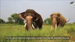 A Virtual Tour of the Wildlife SOS Elephant Hospital