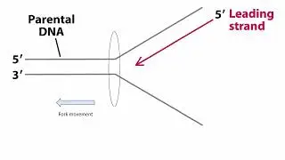 Okazaki fragments ll Replication Fork