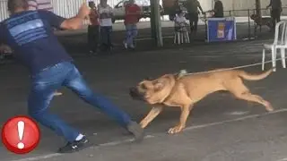 Cão Fila Brasileiro - Kratos do Itanhandu - Campeão CAFIB 2016