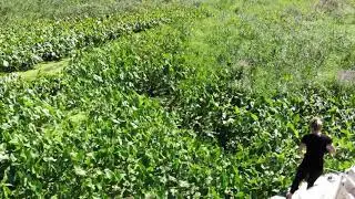 Jenlis Weed Razer Pro, Aquatic Weed Cutter for Lakes, Ponds & Beaches Reviews