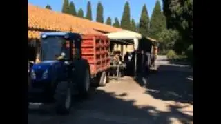 Tenuta San Guido Sassicaia Harvest15