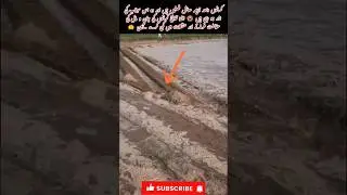 Flood heartbreaking impact on agriculture #shorts #trending #mzstrends #floodinpunjab #rescue1122