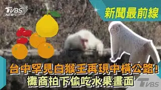 台中罕見白猴王再現中橫公路！攤商拍下偷吃水果畫面｜TVBS新聞@TVBSNEWS02