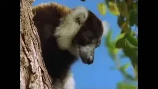The Living Edens : Black and White Ruffed Lemurs of Madagascar
