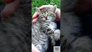 Purr-Purr Song #3