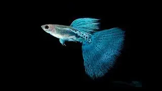Most popular Guppy Fish types